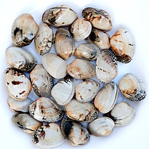 Delicious clams prepared for cooking