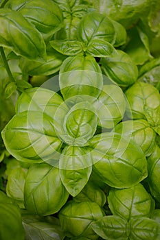A delicious close-up of an alive basil plant. Green leaves of organic italian basil, healthy enrichment to your dish