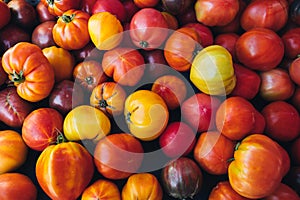 Delicious colorful organic tomatoes on sale at the local farmers market, selective focus. Fresh juicy bio tomatoes at