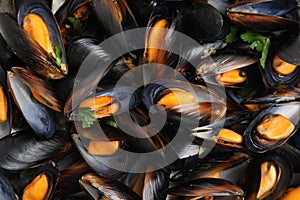 Delicious cooked mussels with parsley as background, closeup