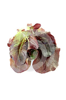 Delicious crunchy red lettuce