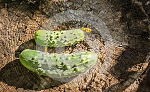 Delicious cucumbers-gherkins on the background of old wooden planks. Rustic eco style