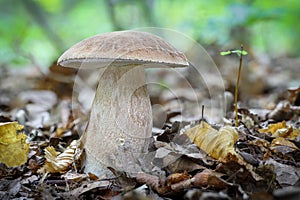 Delicious edible mushroom Boletus reticulatus in autumn forest
