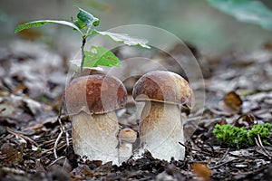 Delicious edible mushroom Boletus reticulatus commonly known as summer cep