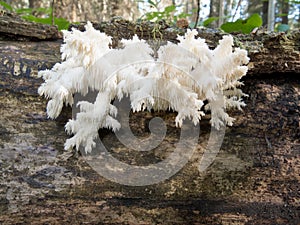 Delicious edible white mushroom Coral Hericium