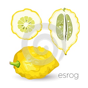 Delicious exotic sour esrog fruit with rough skin