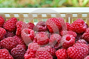Delicious first class fresh raspberries in crates