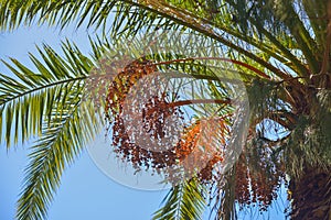 Delicious fresh dates growing on a palm tree in Gran Canaria, Spain