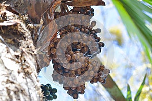 Delicious fresh dates growing on a palm tree in Gran Canaria, Spain