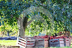 Fresh picked red ripe apples in crates under apple trees