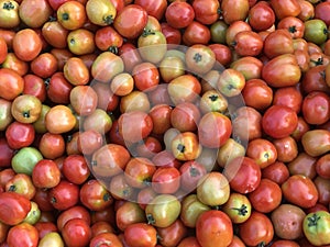 Delicious fresh red Tomatoes