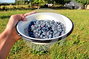 Delicious fresh ripe blueberries