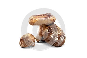 Delicious fresh shiitake mushrooms isolated on white, Lentinula edodes