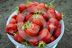 Delicious Fresh Sweet Juicy Strawberry Fruit Grow in your garden photo