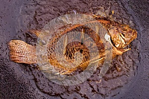 Delicious fried red snapper