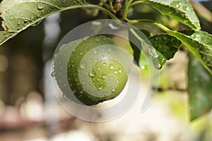 Delicious green apple growing on the tree