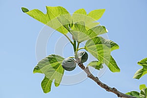 Delicious Green italian figs plant leaves branch blue sky background,fico of cilento