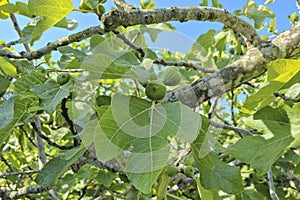 Delicious Green italian figs plant ripe branch,fico bianco of cilento,healthy eating fruit ingredient