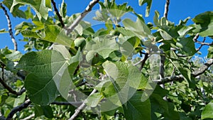 Delicious Green italian figs plant ripe branch,fico bianco of cilento,healthy eating fruit ingredient