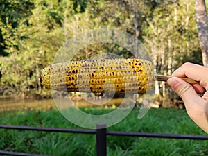 Delicious grilled corn, appetizer, picnic time