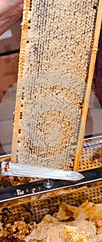 Delicious and healthy honey sealed in a honeycomb. Open honey in a bee wooden frame with a special tool. Long working knife for