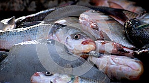 Delicious Indian fish ready to sell photo