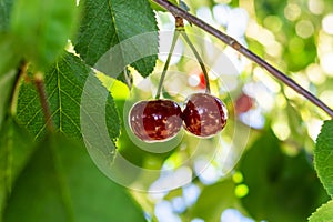 Delicious juicy cherries hanging on a branch. Defocus dreamy image of summer nature. Couple of ideally matched cherries