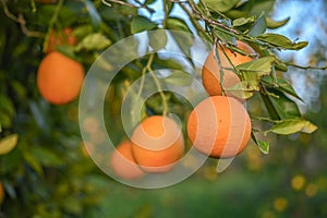 delicious juicy oranges on a tree in the garden in winter on the Mediterranean 1