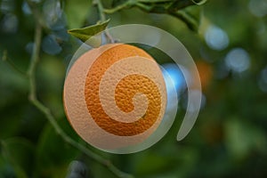 delicious juicy oranges on a tree in the garden in winter on the Mediterranean 10