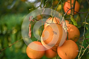 delicious juicy oranges on a tree in the garden in winter on the Mediterranean 13