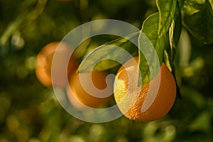 delicious juicy oranges on a tree in the garden in winter on the Mediterranean 16