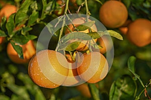 delicious juicy oranges on a tree in the garden in winter on the Mediterranean 4