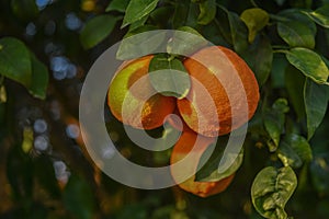 delicious juicy oranges on a tree in the garden in winter on the Mediterranean 5