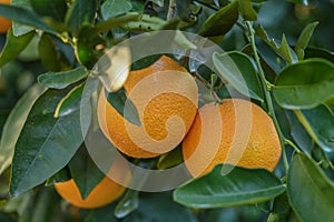 delicious juicy oranges on a tree in the garden in winter on the Mediterranean 7