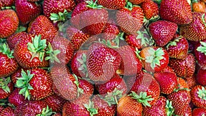 Delicious, juicy and ripe strawberries