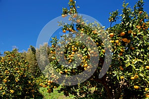 Delicious mandarin orange on the hill of Izu in Japan.