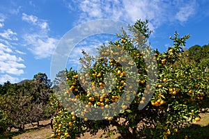 Delicious mandarin orange on the hill of Izu in Japan.