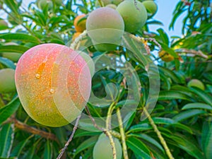 Delicious Mangos Natural Growing on Tree in Florida