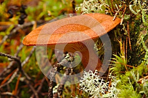 Delicious milk cap (Lactarius rufus) mushroom in autumn forest