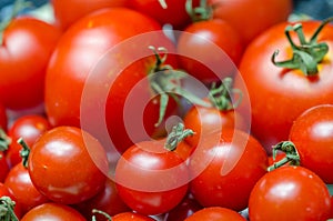 Delicious mix of red tomatoes. Garden market agriculture farm, organic vegetables
