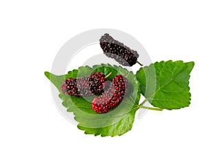 Delicious mulberry with leaf, arrange beautiful