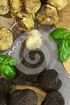 delicious mushroom truffle
