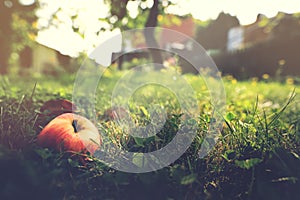 delicious natural apple lies in grass in a bright garden scene in late summer