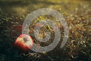 delicious natural apple lies in grass in early morning light