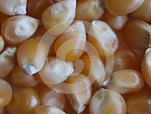 Delicious natural corn popcorn flour grain food