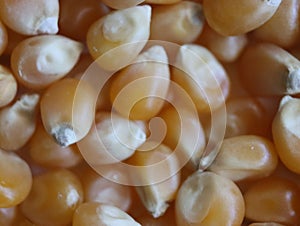 Delicious natural corn popcorn flour grain food photo