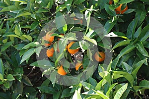 Delicious oranges natural fruit vitamins beautiful tree photo