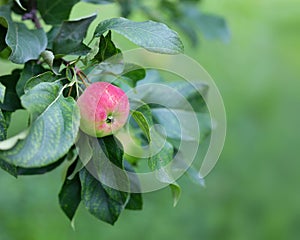 Delicious organic crab apples hanging on a branch of a crab apple tree