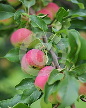 Delicious organic crab apples hanging on a branch of a crab apple tree