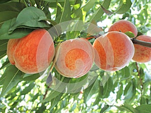 Delicious peach